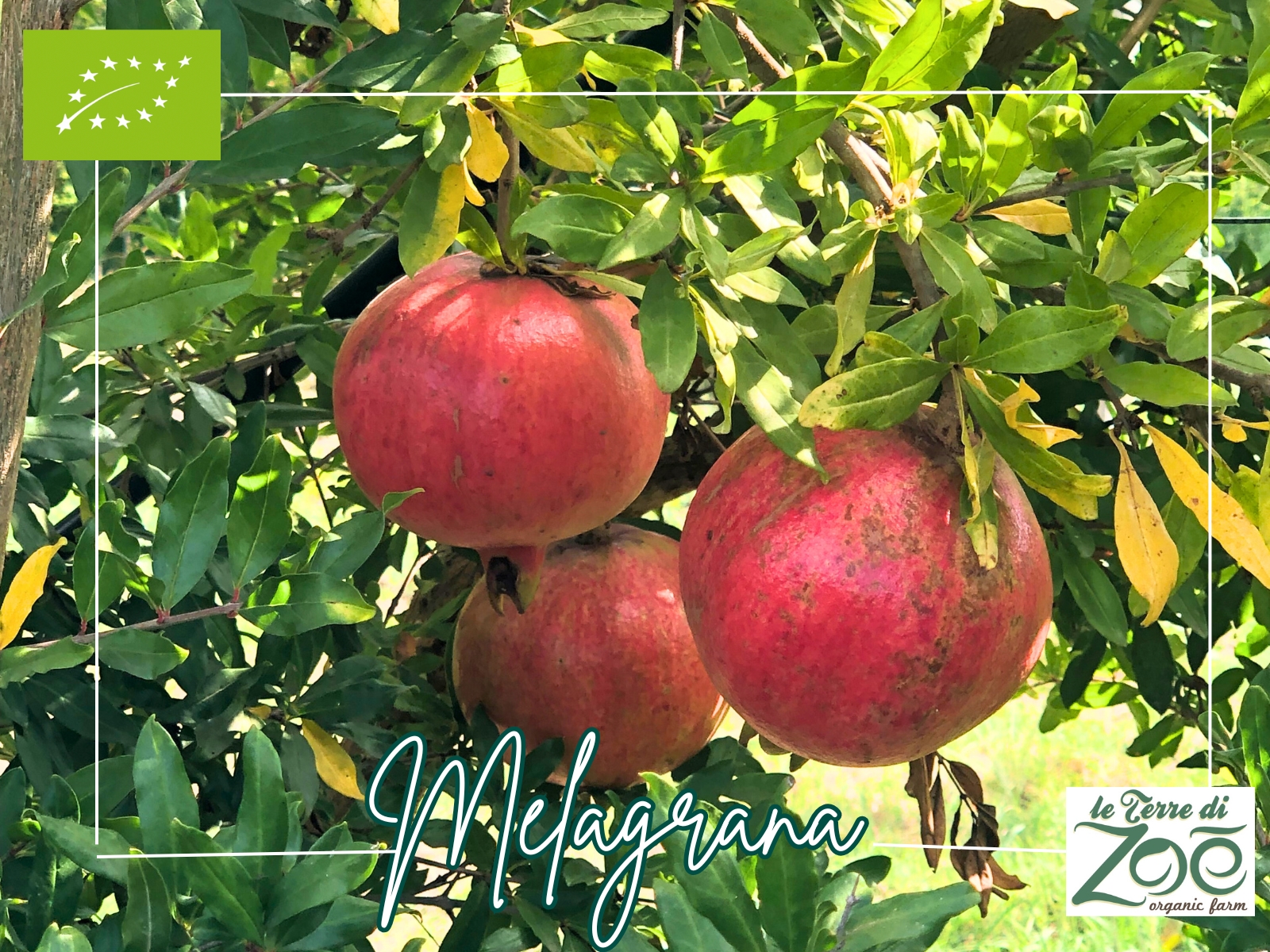 The harvest of our organic pomegranate has begun Le terre di zoè