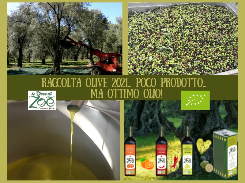 Raccolta Olive 2021 - Nuovo Olio EVO Bio Le terre di zoè