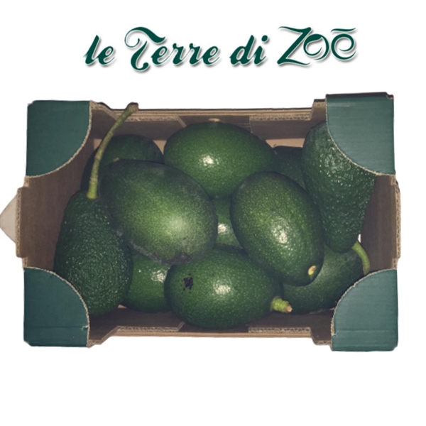 Avocado Biologico di Calabria in cassetta da 3kg