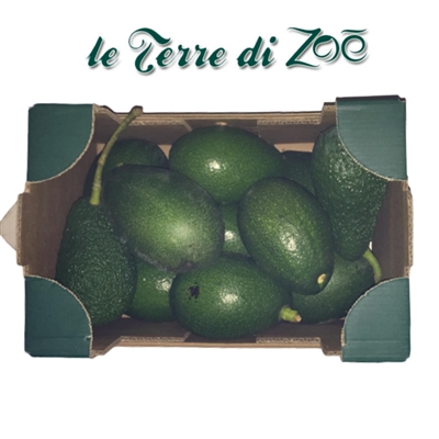 Avocat bio de Calabre en carton de 3 kg